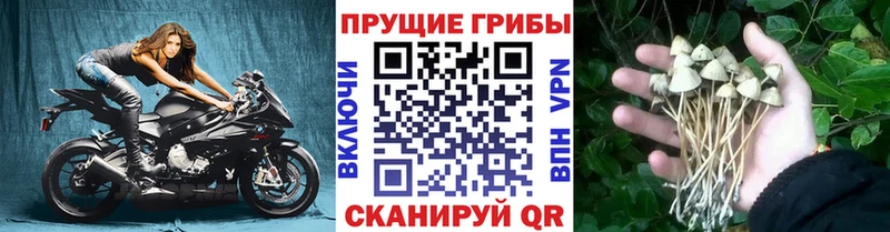 Галлюциногенные грибы Psilocybe купить сайты Тырныауз